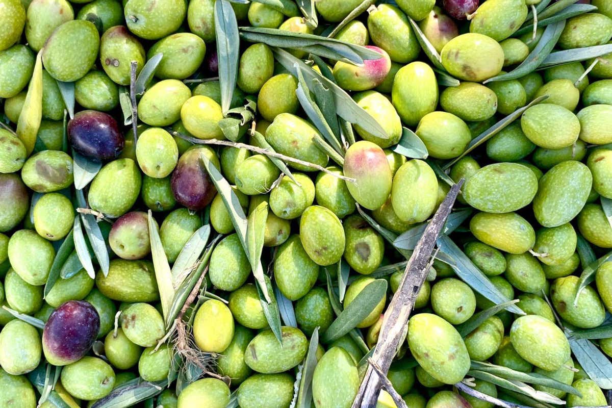 Nella Grecìa Salentina con l'archeologa alla scoperta dei sapori antichi