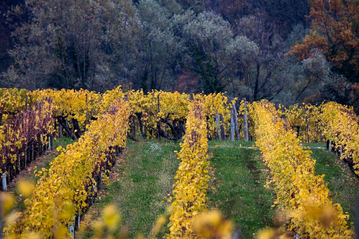 Ecco come sono le nuove annate della linea Myò di Zorzettig