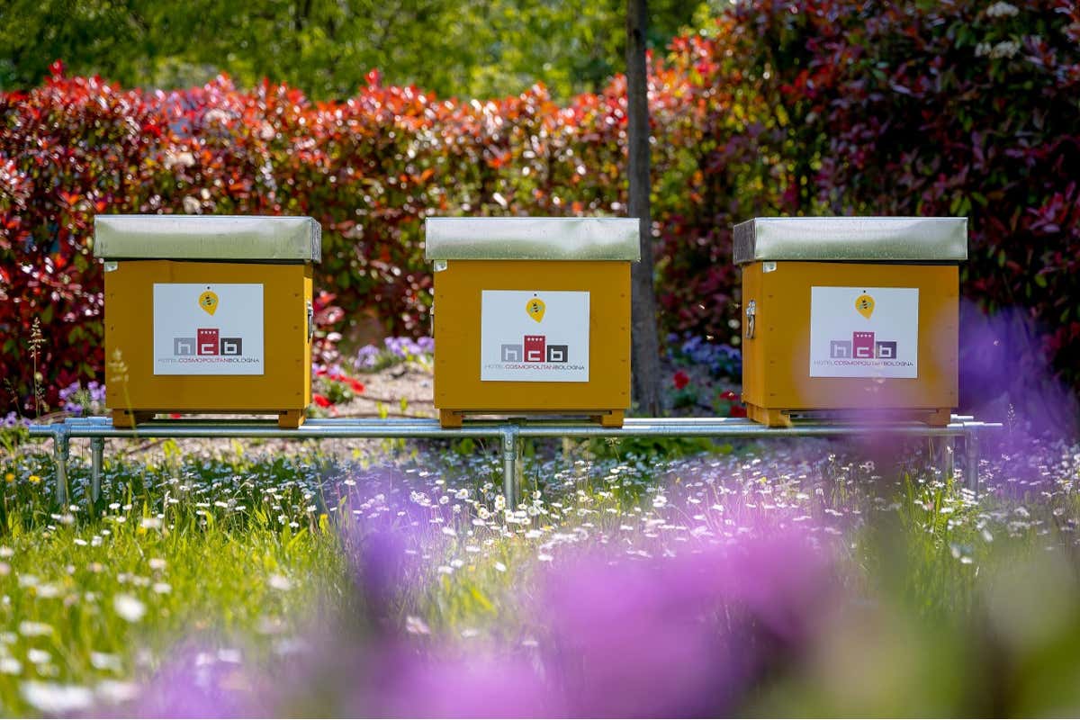 Cos'è la “Room Zero”, la stanza green dell'Hotel Cosmopolitan di Bologna