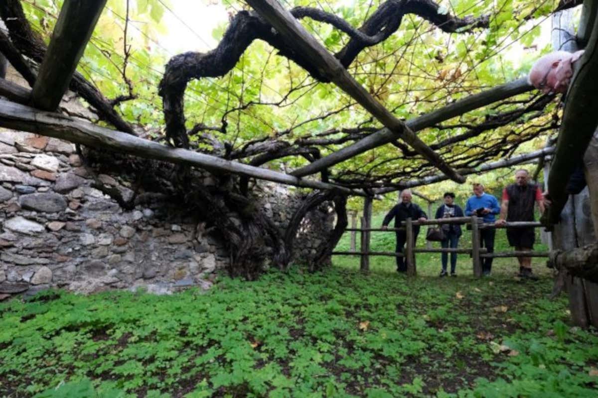 Vitigni a rischio d'estinzione in Italia: ecco perché custodirli e chi lo fa già