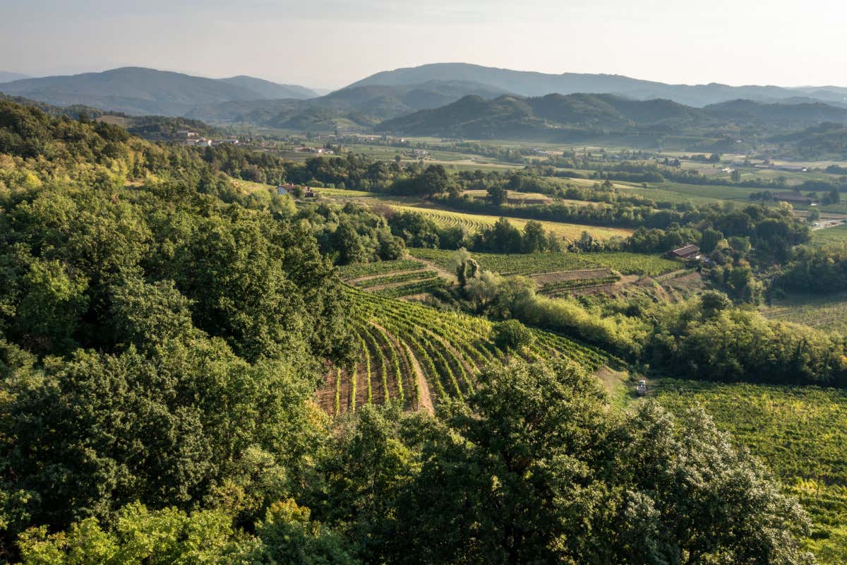 Ecco come sono le nuove annate della linea Myò di Zorzettig
