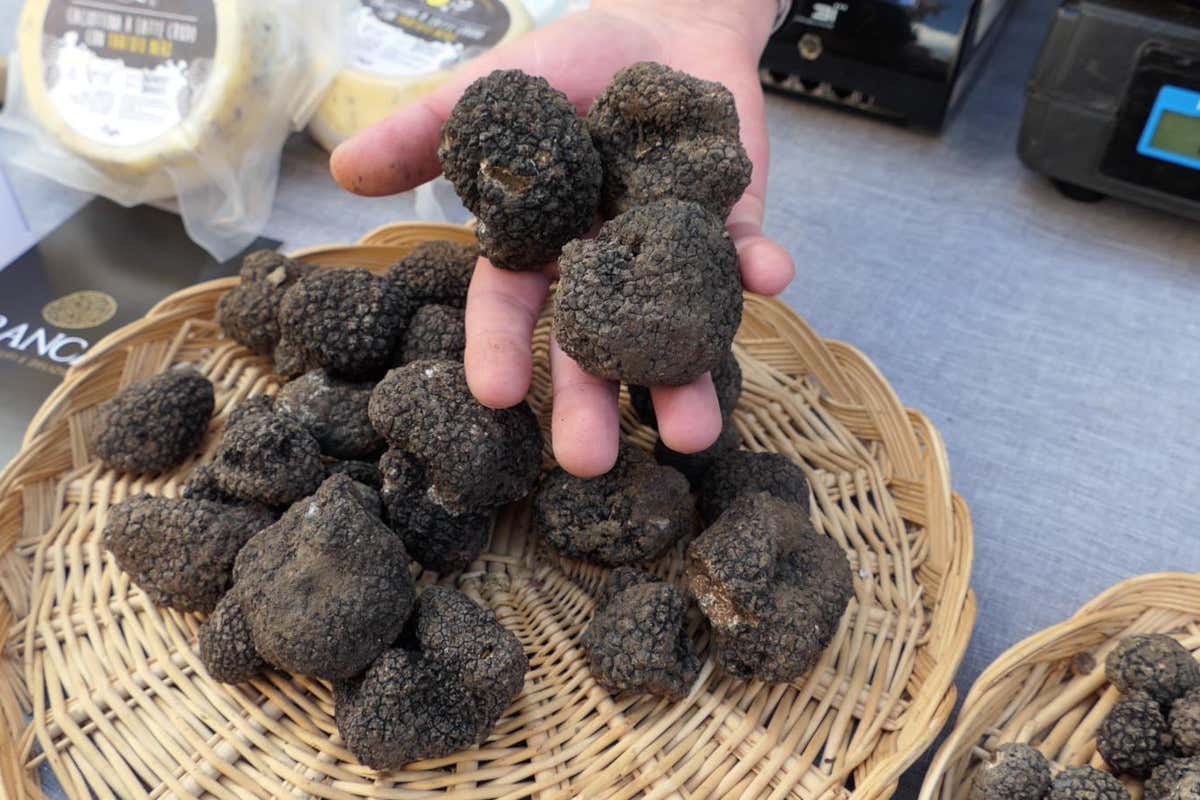 In Alta Val Tidone alla scoperta del tartufo 