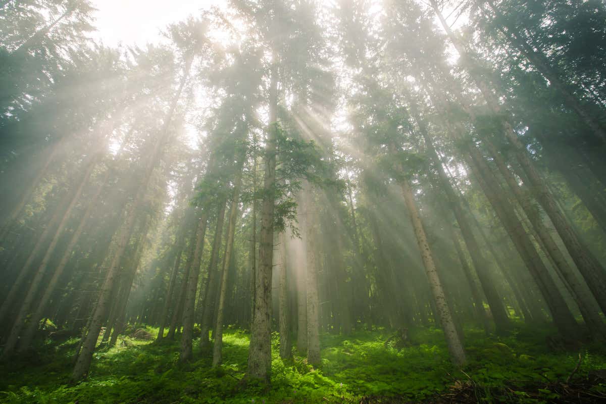 Estate in montagna? La Val di Sole stupisce con esperienze wow