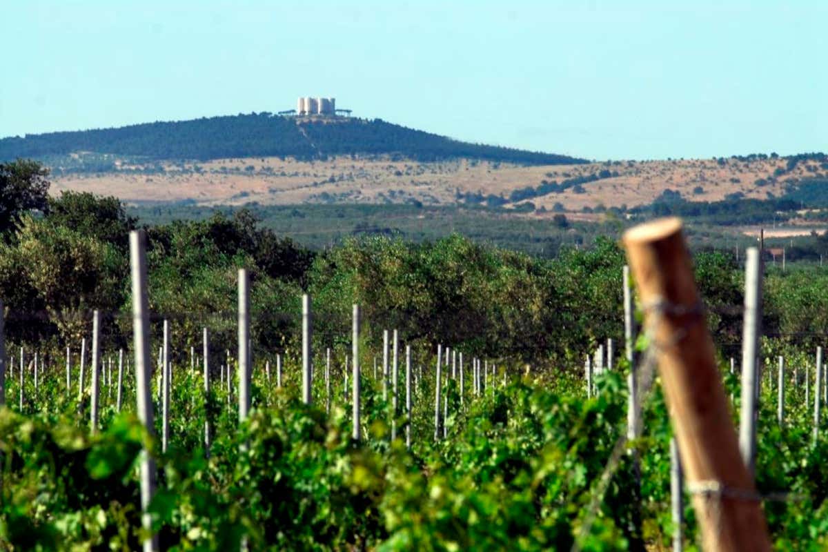 Giancarlo Ceci, l’agronomo che ha portato il vino di Castel del Monte ai vertici italiani Giancarlo Ceci, l’agronomo che ha portato il vino di Castel del Monte ai vertici italiani