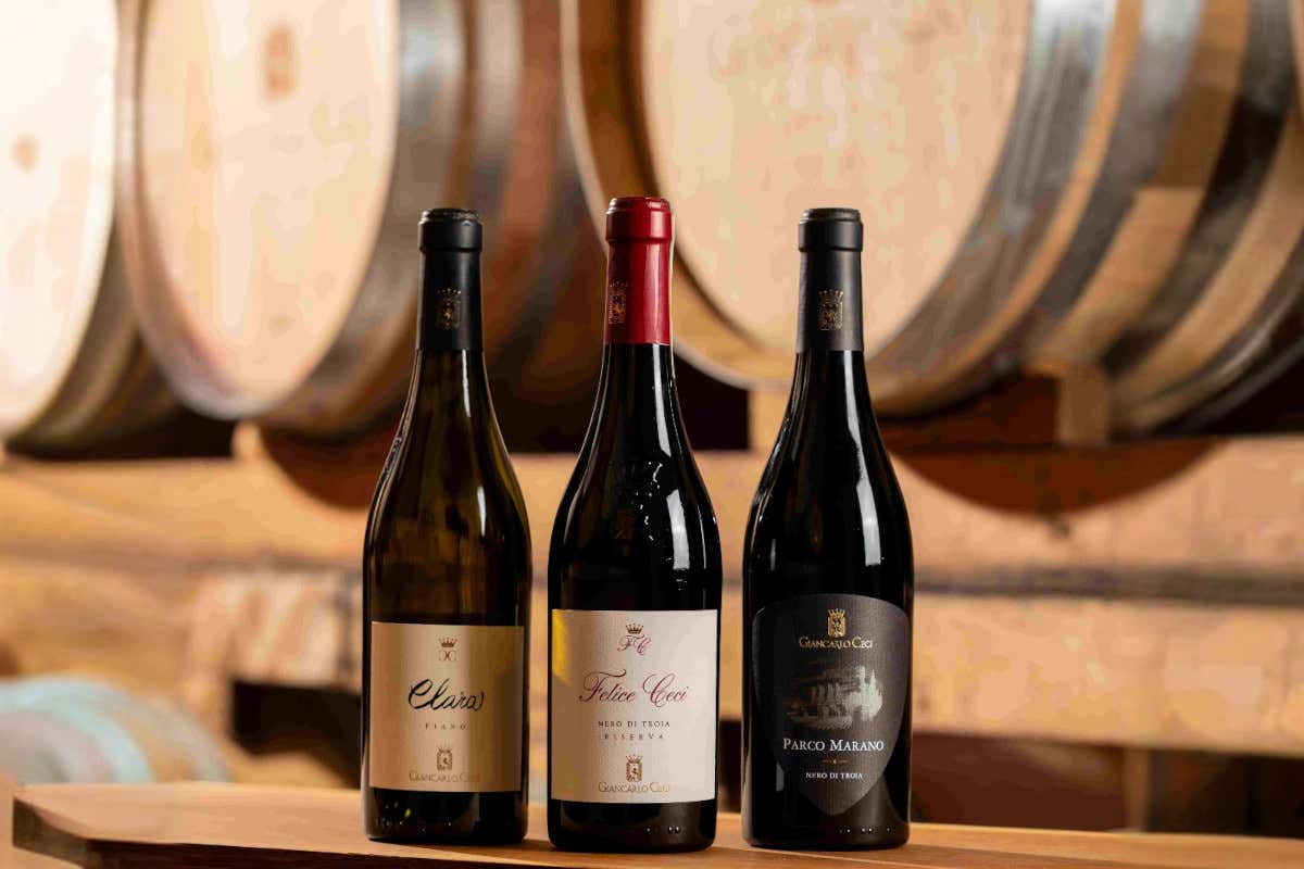 Giancarlo Ceci, l’agronomo che ha portato il vino di Castel del Monte ai vertici italiani Giancarlo Ceci, l’agronomo che ha portato il vino di Castel del Monte ai vertici italiani