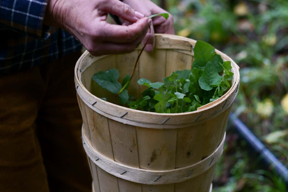 In Liguria tra colline ed erbe spontanee: cosa si mangia da Cantine Cattaneo