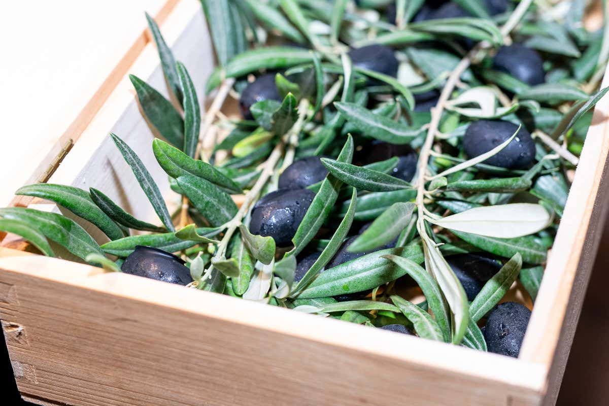 L'estate 2023 secondo il ristorante Modì di Torregrotta