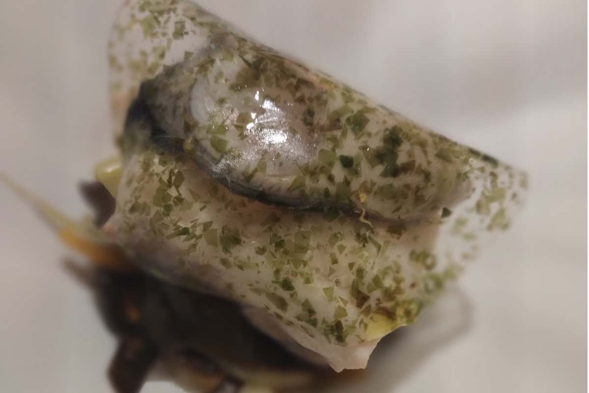 La cucina del Cilento secondo un tedesco: siamo ai Tre Olivi di Paestum 