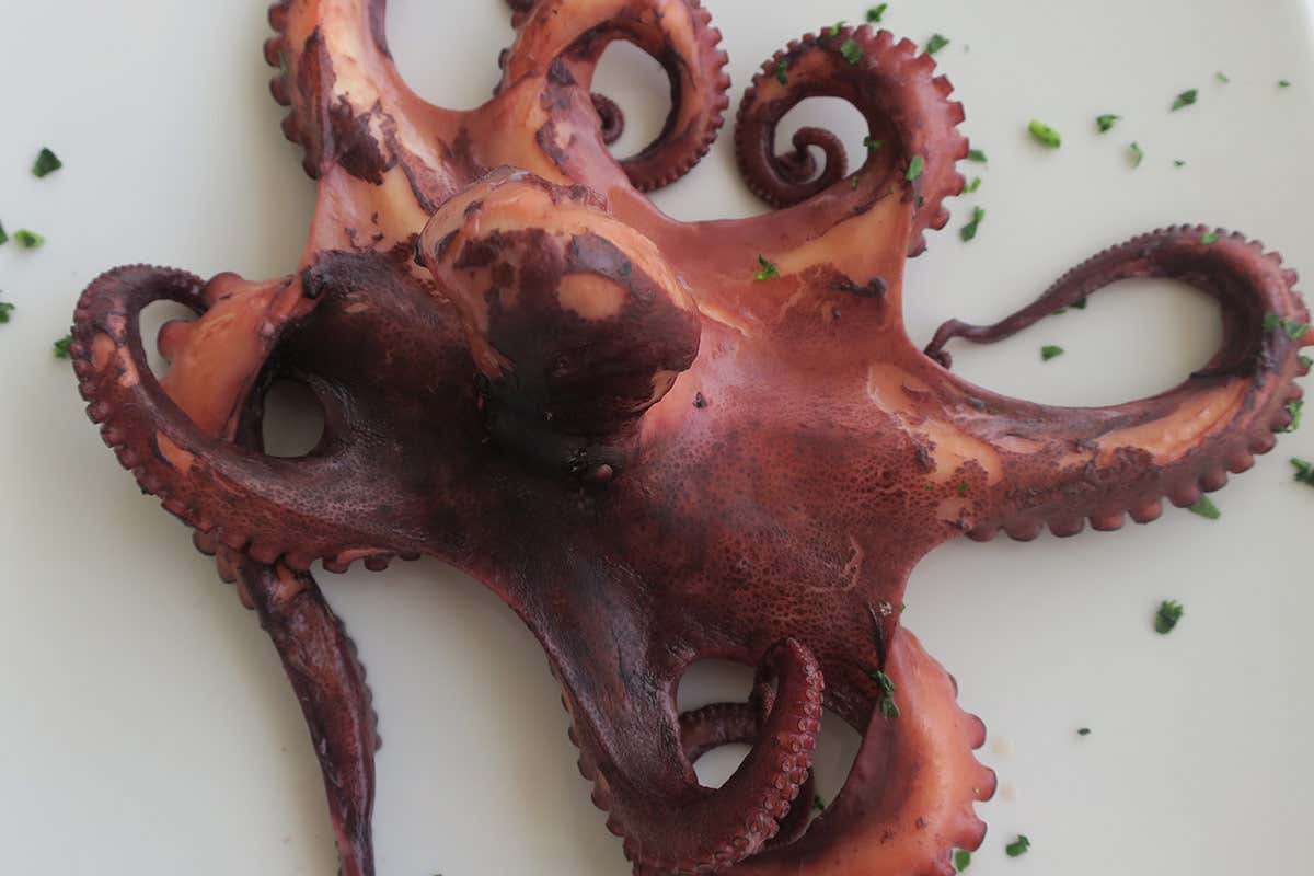 Il polpo Tour della Sicilia, a caccia di prelibatezze