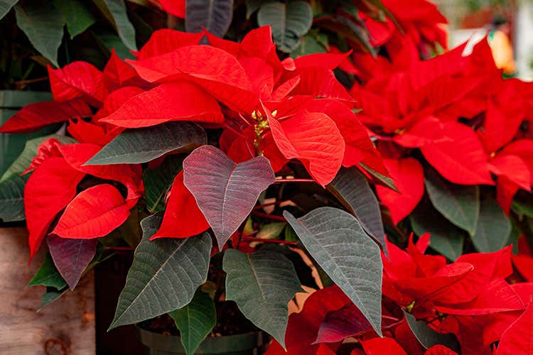 In Italia saranno vendute circa 10 milioni di piante - A Natale non mancherà la StellaFiore acquistato da 1 famiglia su 2 In Italia saranno vendute circa 10 milioni di piante - A Natale non mancherà la StellaFiore acquistato da 1 famiglia su 2