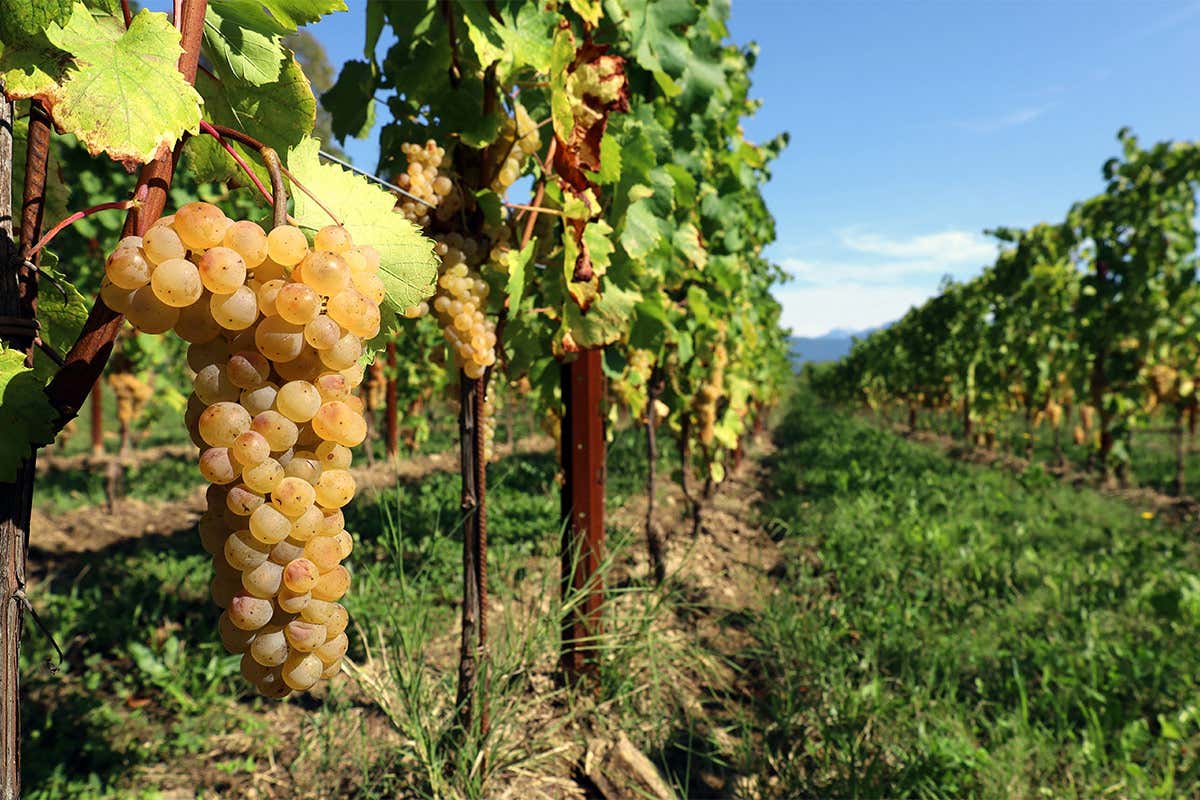 Terra di grandi vini... bianchi
