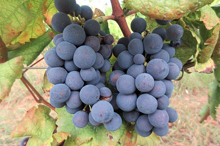 L'Abbuoto, vitigno a bacca rossa del Lazio - Abbuoto, i pochi ettari nel Lazio per un vino fresco e tannico