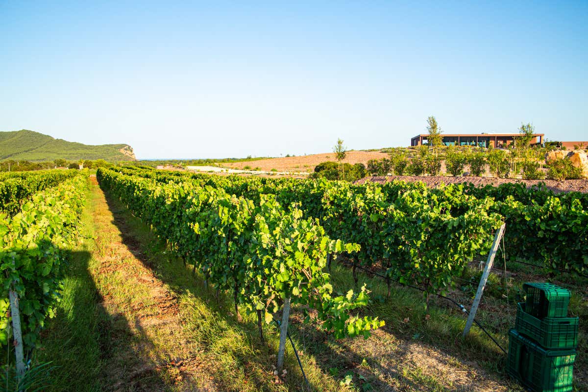 Vendemmia 2025 positiva per le cantine di Oniwines Oniwines 2025: La Giuva e Pico Maccario guidano un’annata di equilibrio e freschezza