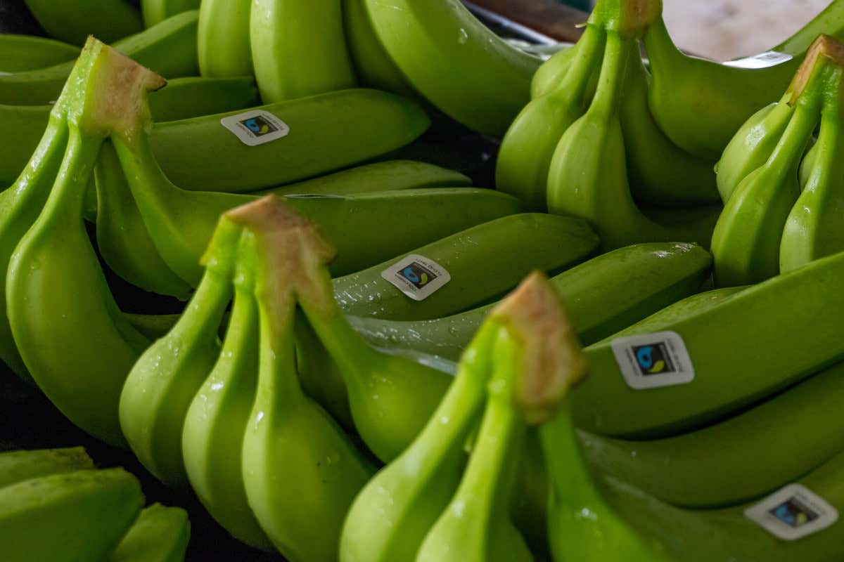 Banana, il frutto più comprato dagli italiani nasconde una filiera fragile Banana, il frutto più comprato dagli italiani nasconde una filiera fragile