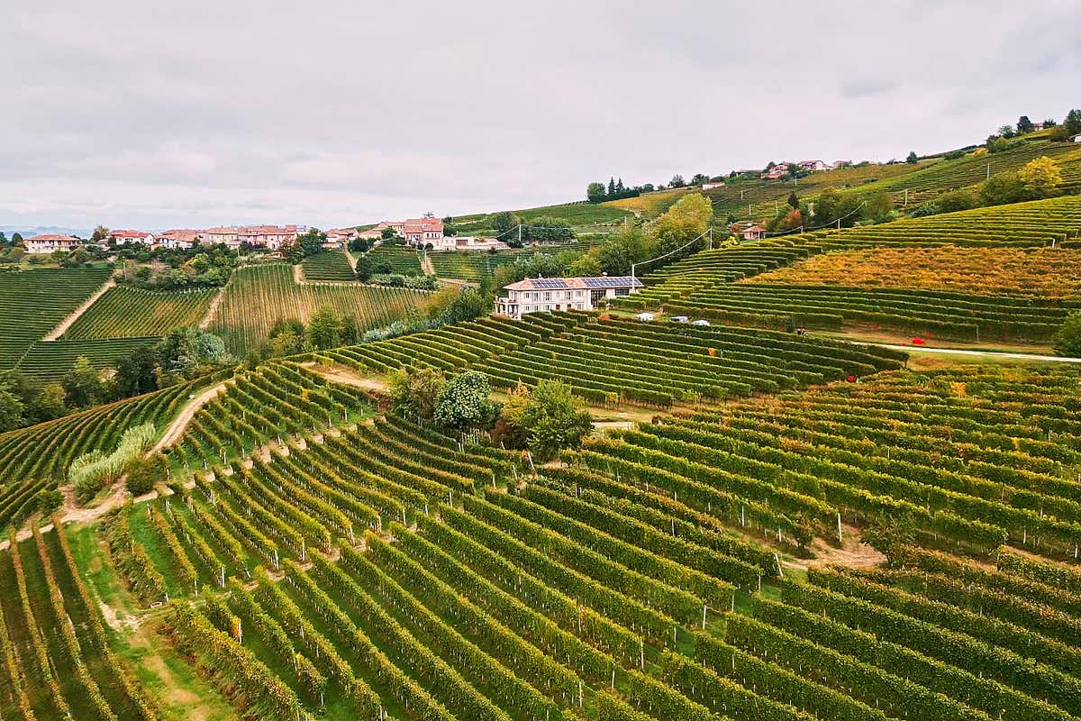 Barolo e territorio: come Dosio interpreta l’eleganza di La Morra Barolo e territorio: come Dosio interpreta l’eleganza di La Morra