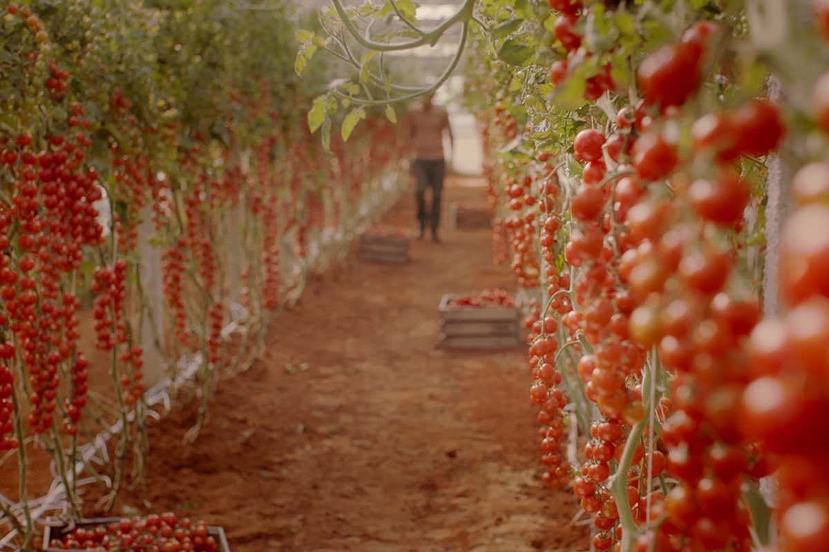 Agromonte: 25 anni di eccellenza nella trasformazione del pomodorino siciliano