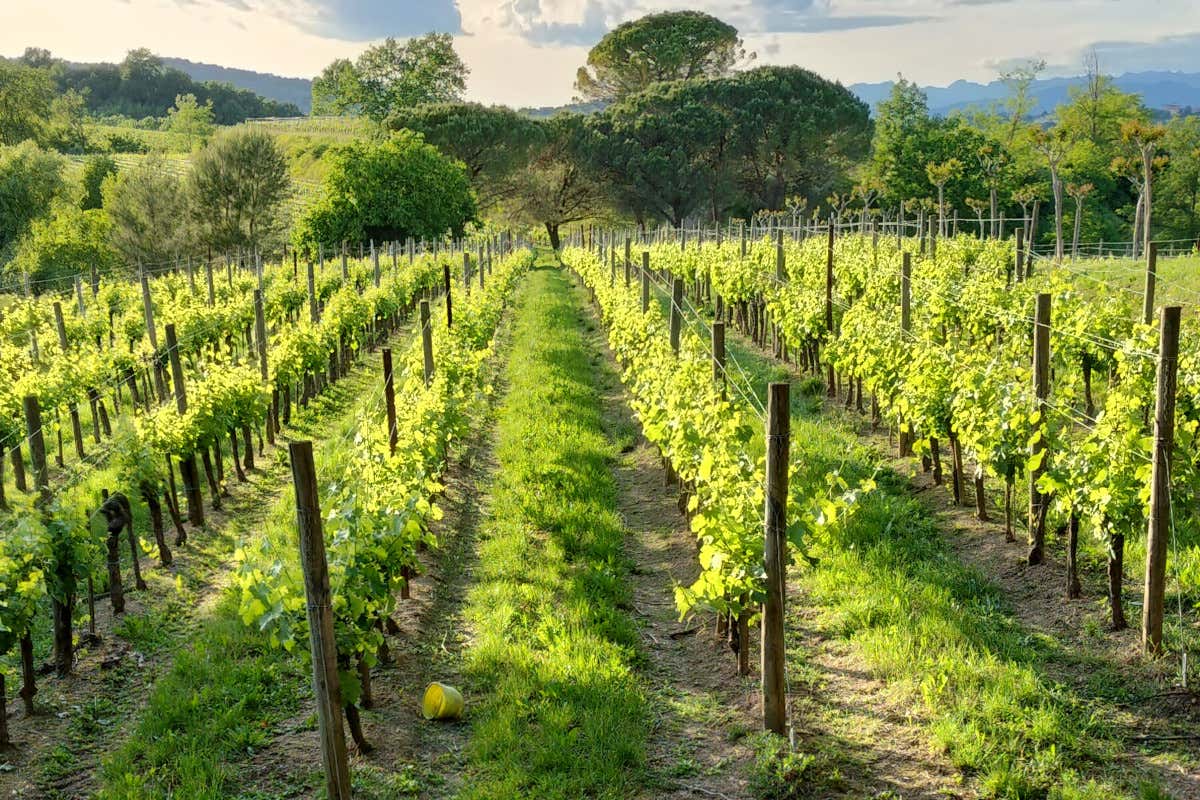 Nel Collio c’è un vino che sfida il tempo e racconta la storia del Novecento Nel Collio c’è un vino che sfida il tempo e racconta la storia del Novecento