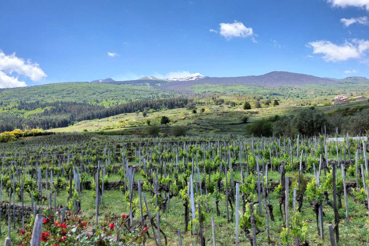 Sicilia en Primeur 2026, 56 cantine raccontano il vino tra Etna e Palermo Sicilia en Primeur 2026, 56 cantine raccontano il vino tra Etna e Palermo