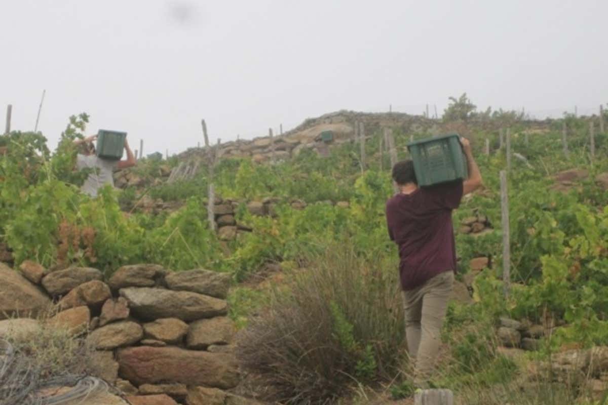 La conformazione del terreno richiede un duro lavoro tra le viti
