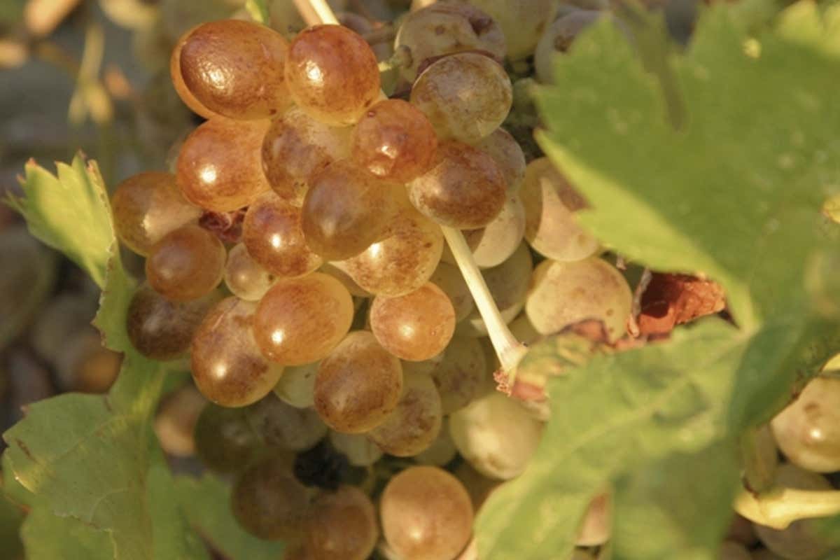 Il centro della produzione resta l’Ansonaco, varietà storicamente legata all’isola