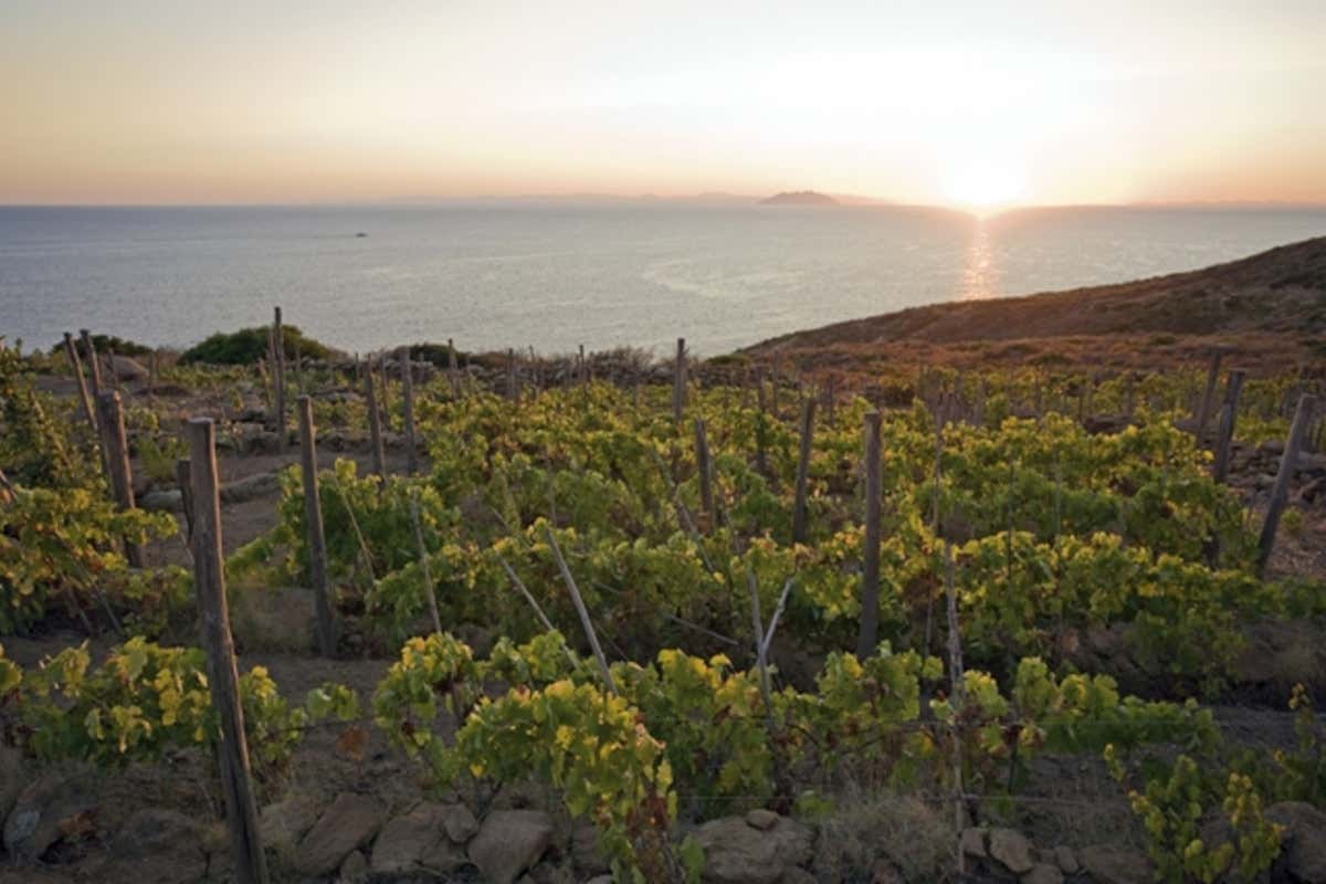 I vigneti sul mare della cantina Altura