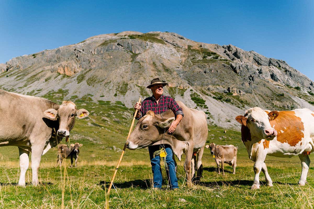 Transumanza in Valtellina: le mucche diventano regine e sfilano tra applausi e musica Transumanza in Valtellina: le mucche diventano regine e sfilano tra applausi e musica