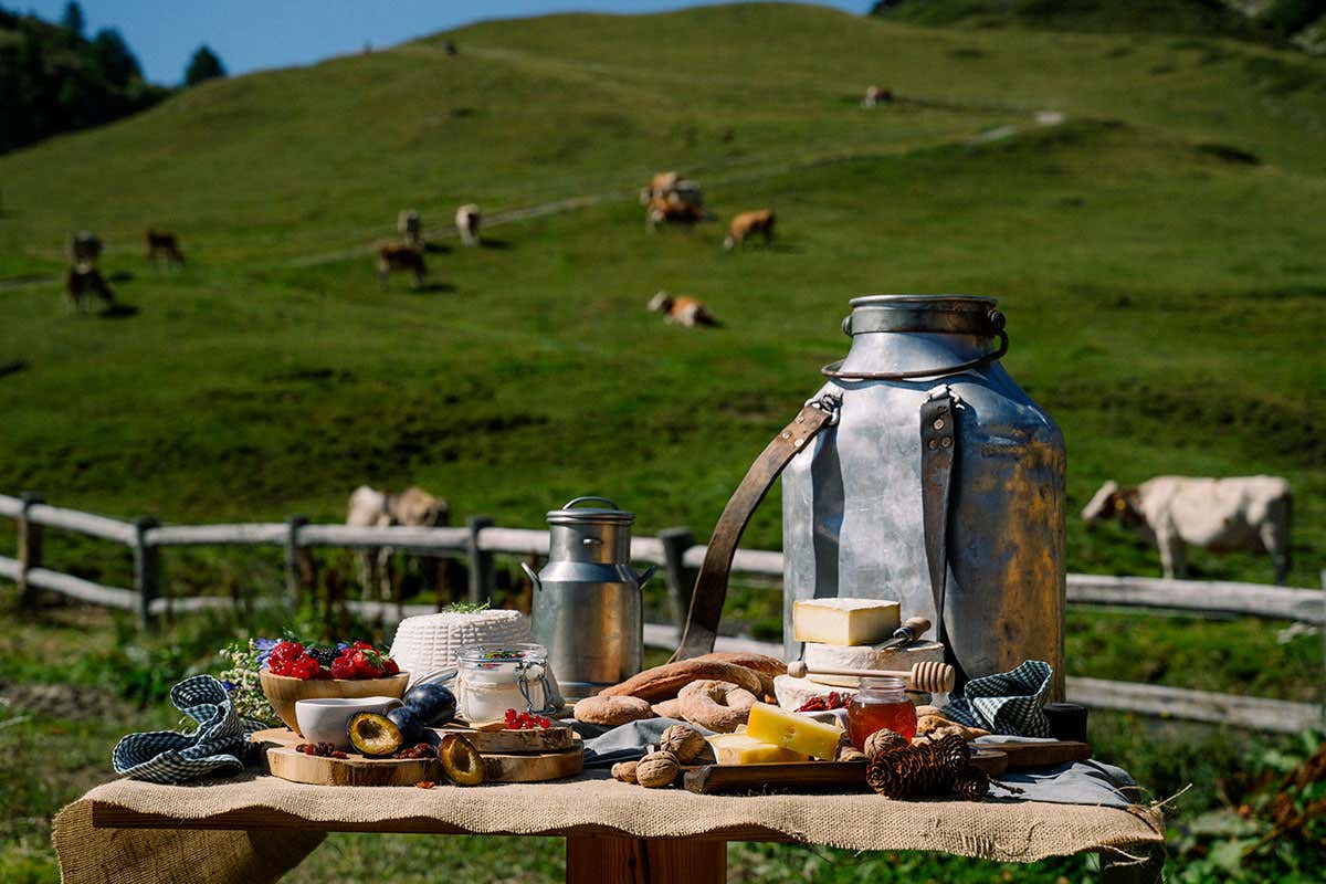 Transumanza in Valtellina: le mucche diventano regine e sfilano tra applausi e musica