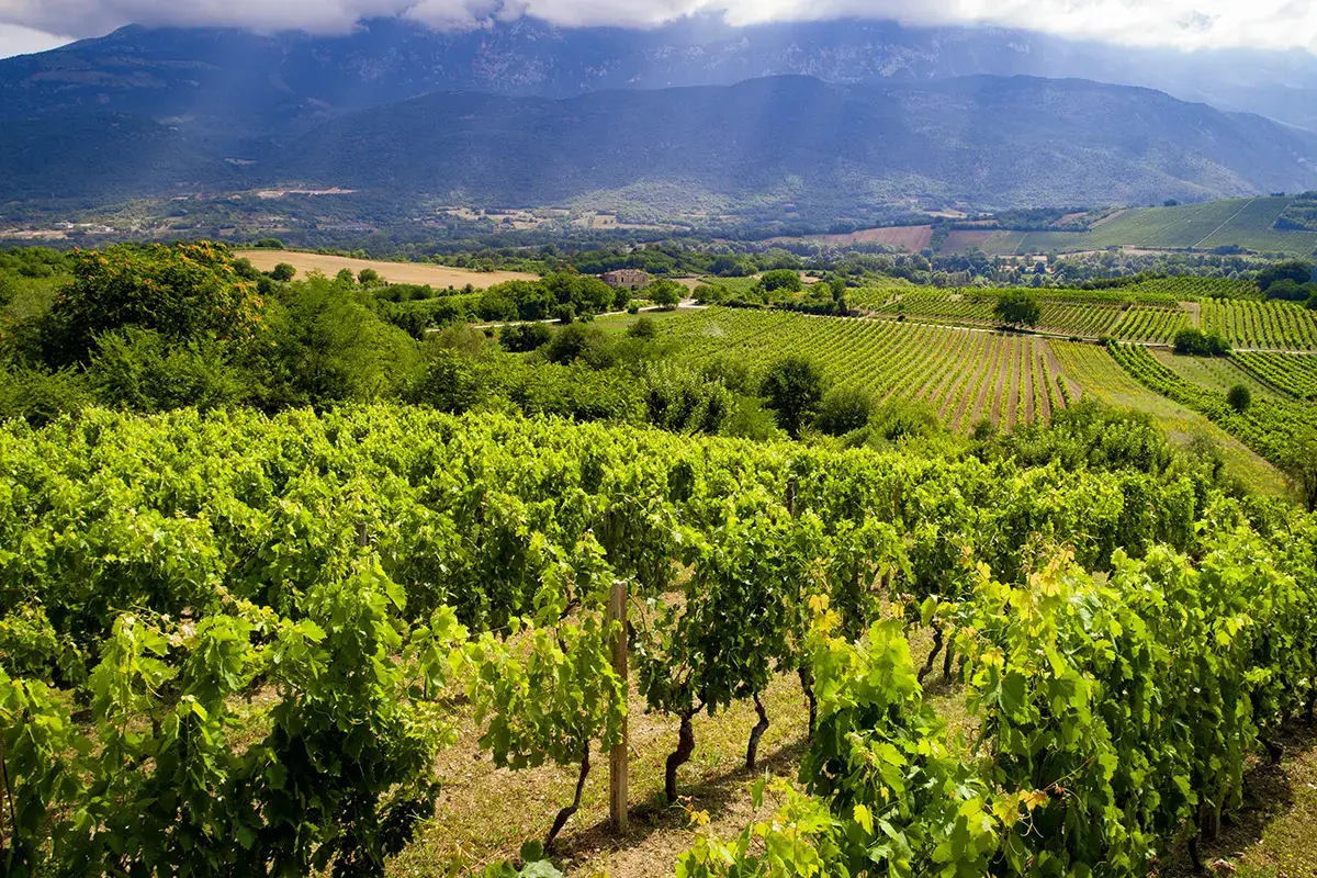 33mila gli ettari vitati in Abruzzo