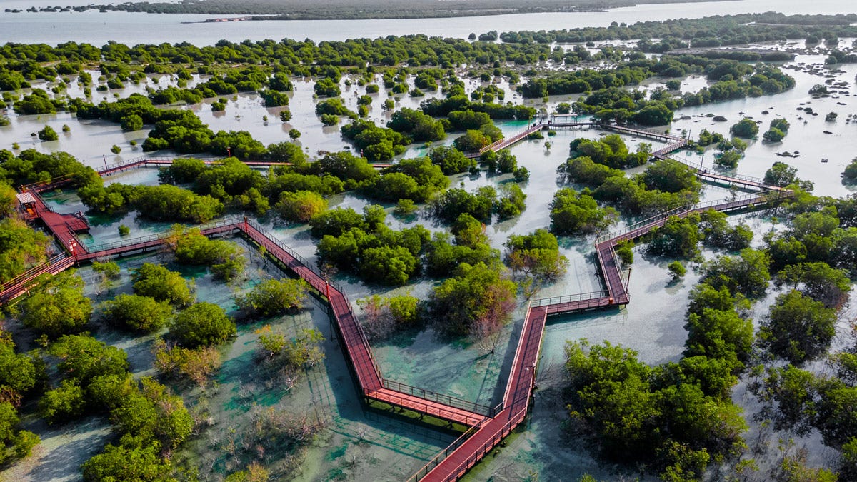 Tra le attrazioni c'è il Parco nazionale delle mangrovie ad Abu Dhabi Emozioni gusto e divertimento: per un'estate unica ad Abu Dhabi