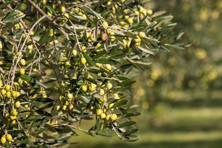 (Accordo di filiera per l&rsquo;olio italiano Nuova produzione da 10 milioni di kg)