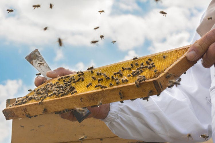 Afa e siccità, api in crisi Col nomadismo si limitano i danni