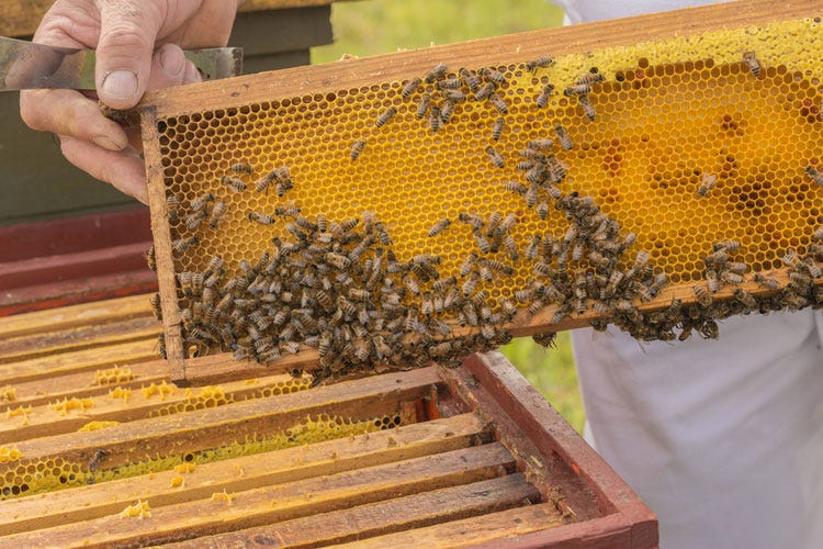Afa e siccità, api in crisi Col nomadismo si limitano i danni