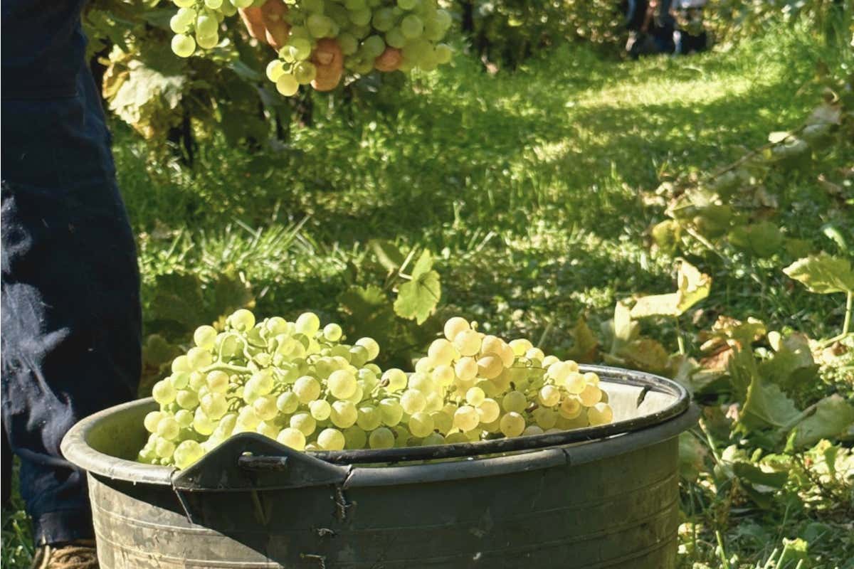 Ager Patris, quando il vino è territorio