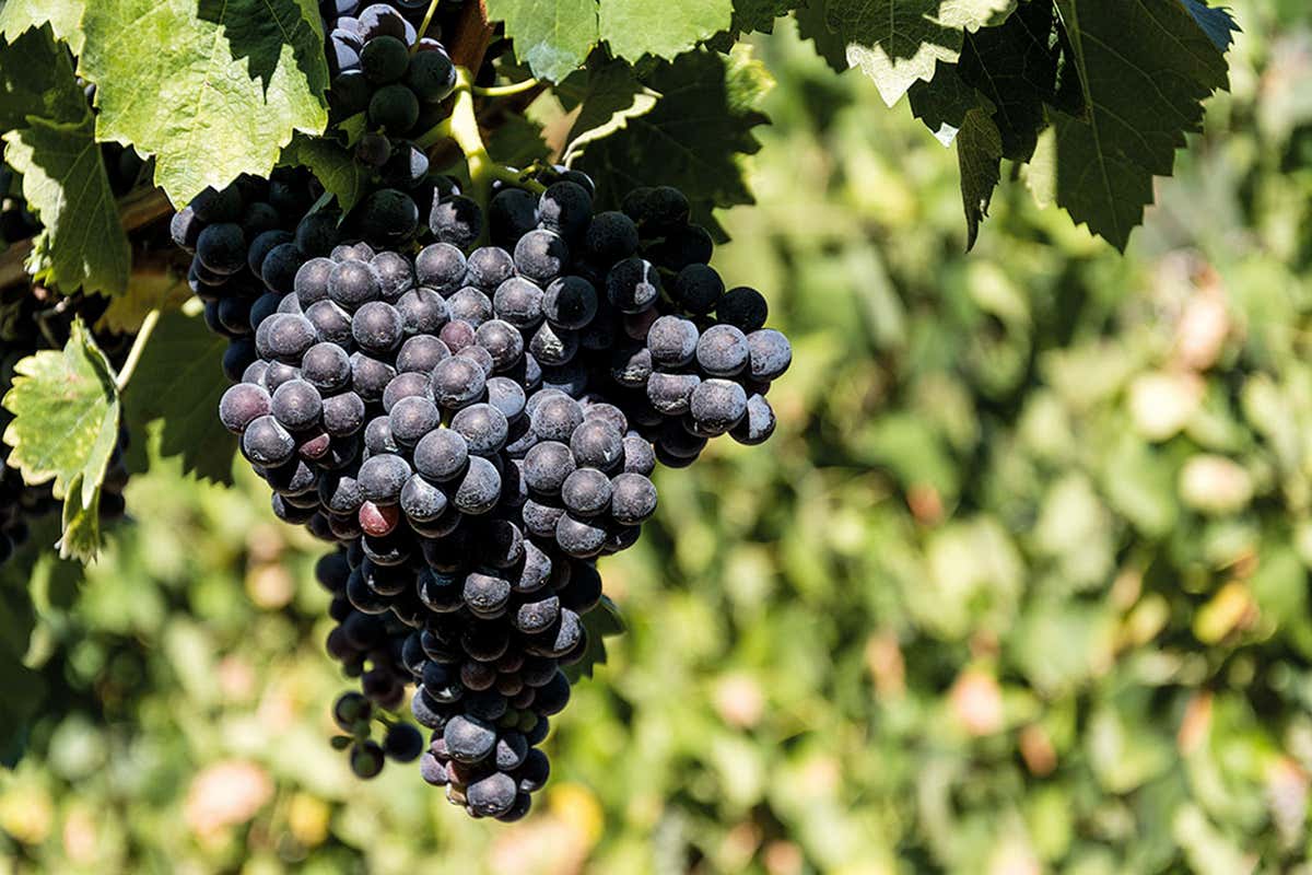 Quattro consorzi, una sola voce: la Campania del vino al Merano WineFestival 2025 Quattro consorzi, una sola voce: la Campania del vino al Merano WineFestival 2025