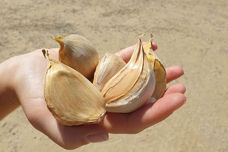 Più conosciuto come condimento per il famoso piatto dei pici toscani - Aglione e grano 23 salvi. Tutela regionale evita estinzione Più conosciuto come condimento per il famoso piatto dei pici toscani - Aglione e grano 23 salvi. Tutela regionale evita estinzione