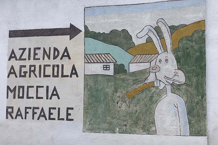 Benvenuti ad Agnanum, l'azienda agricola di Raffaele Moccia (Agnanum, amore per la vite dai terrazzamenti alla bottiglia)