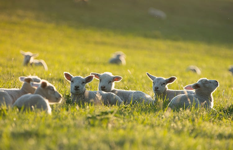 L’agnello in tavola a Pasqua  per sostenere la pastorizia
