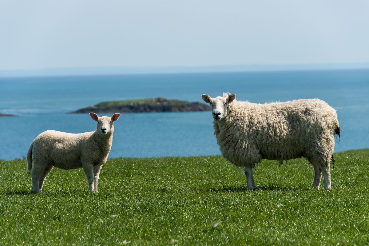 Agnelli gallesi al pascolo Parte la nuova stagione dell’agnello gallese Igp in Italia