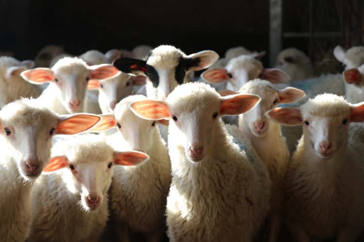 Agnello di Sardegna Igp 