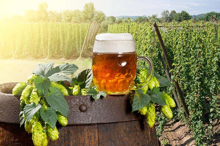 (Agribeer, festival in Trentino dedicato alla birra artigianale agricola) (Agribeer, festival in Trentino dedicato alla birra artigianale agricola)