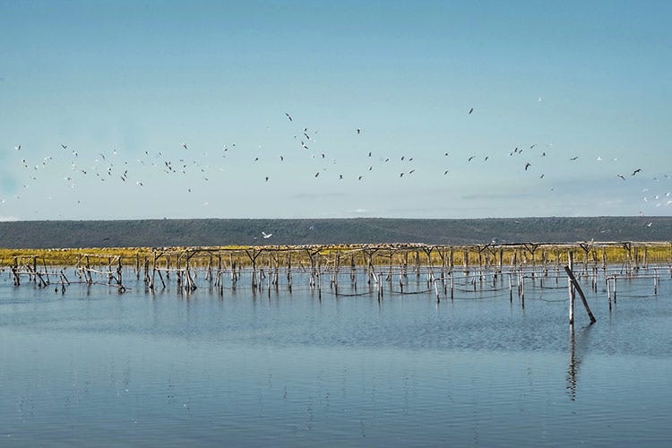 Gli isolotti artificiali saranno costruiti nello stagno di Corru Mannu- Aiuto alla nidificazione degli uccelli con isolotti di gusci di cozze