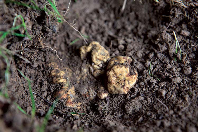 (Alba, Citt&agrave; creativa per la gastronomia)