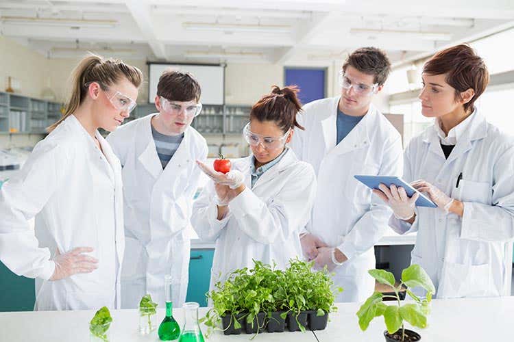 (Alberi in adozione e batterie organiche I millennials a Siena guardano al futuro) (Alberi in adozione e batterie organiche I millennials a Siena guardano al futuro)