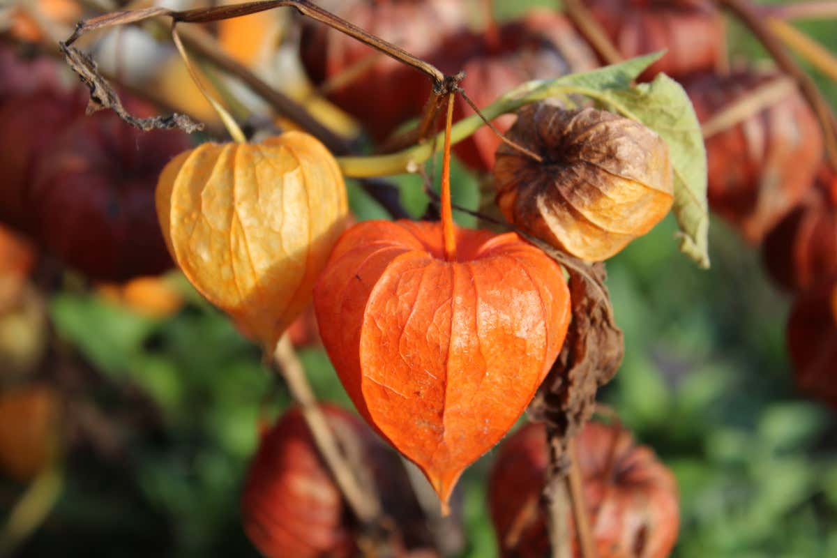 Come fare il pieno di vitamina C? Prova gli alchechengi