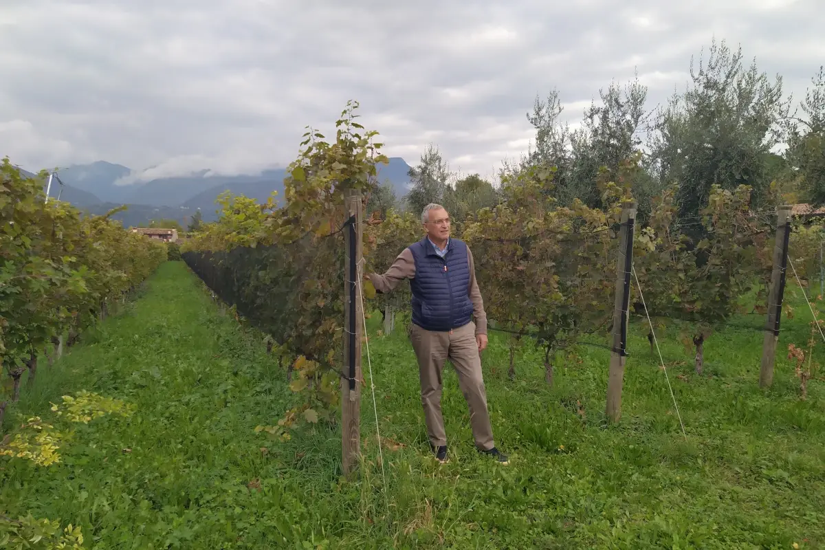 Alessandro Luzzago Chiaretto? No, Valt&egrave;nesi: questo il nome del vino gardesano
