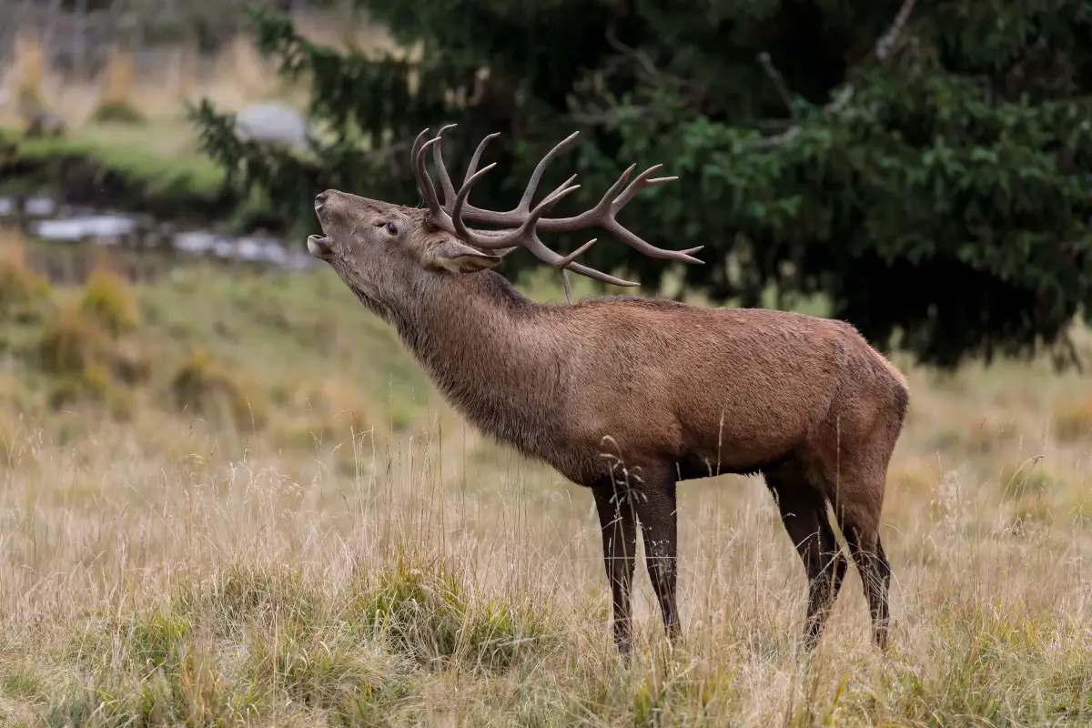 Bramito del cervo in Val di Fiemme, Paneveggio. Foto: Alessandro Gruzza La magia dell&rsquo;autunno in Trentino