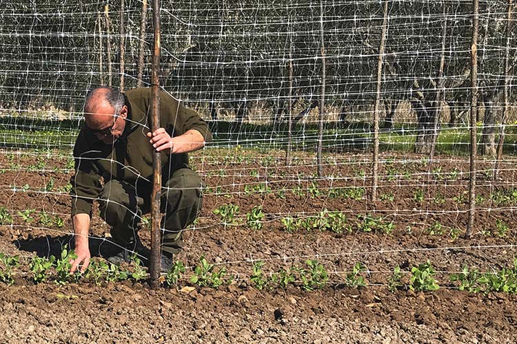 Un progetto volto alla tutela e alla salvaguardia dell’ambiente - Aliberti tutela la Dieta mediterranea con un ricettario di prodotti tipici