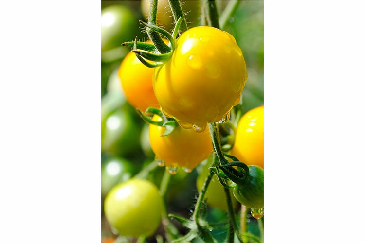 Il Pomodoro del Cilento - Aliberti tutela la Dieta mediterranea con un ricettario di prodotti tipici