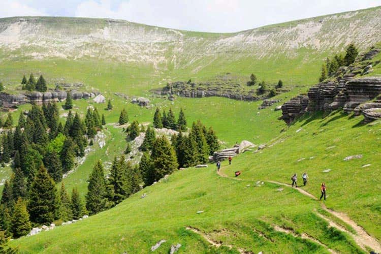 (Alla ricerca dei funghi porcini Il contest sull'Altopiano di Asiago) (Alla ricerca dei funghi porcini Il contest sull'Altopiano di Asiago)