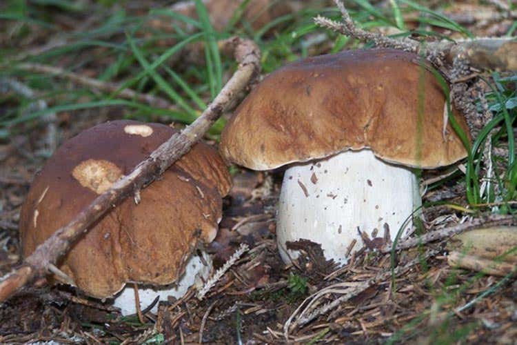 (Alla ricerca dei funghi porcini Il contest sull'Altopiano di Asiago) (Alla ricerca dei funghi porcini Il contest sull'Altopiano di Asiago)